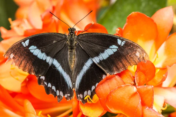 Borboleta de rabo de andorinha — Fotografia de Stock