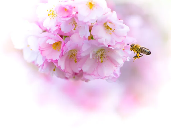 Api volanti e fiori di ciliegio — Foto Stock