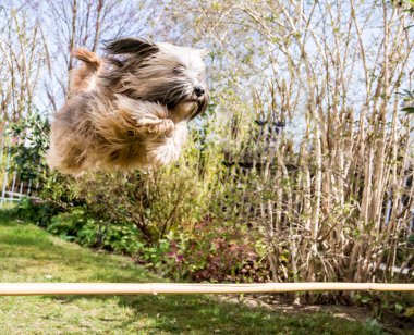 uçan Tibet terrier köpek