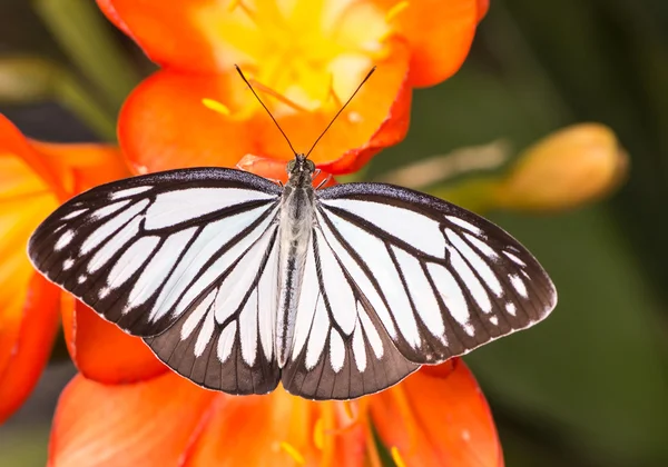 Vlinder — Stockfoto