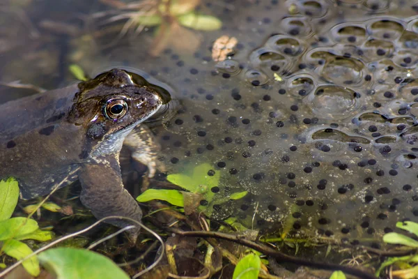 Froschlaich — Stockfoto