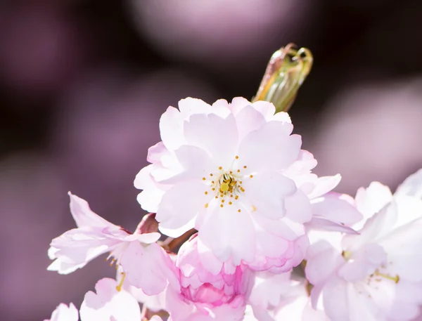 Flores de cerezo rosa —  Fotos de Stock