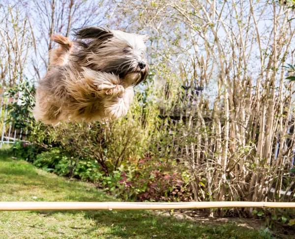 Fliegender Tibet Terrier Hund — Stockfoto