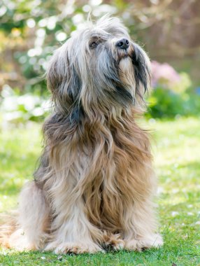 erkek Tibet terrier köpek