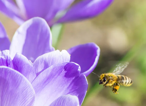 Bee in vlucht — Stockfoto