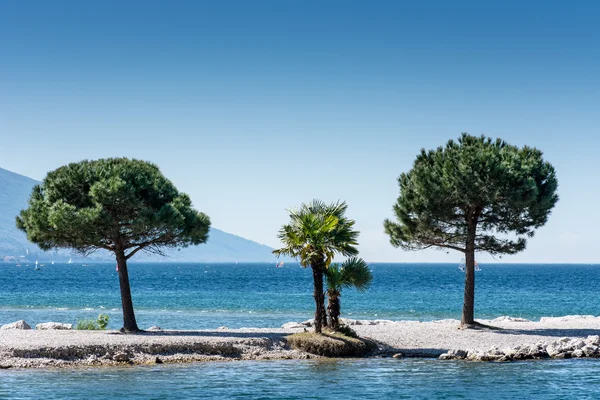 Träd vid lago di garda lakefront — Stockfoto