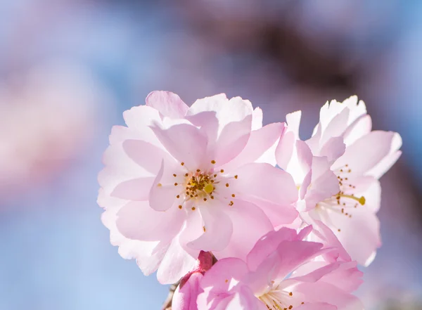 분홍빛 벚꽃 — 스톡 사진