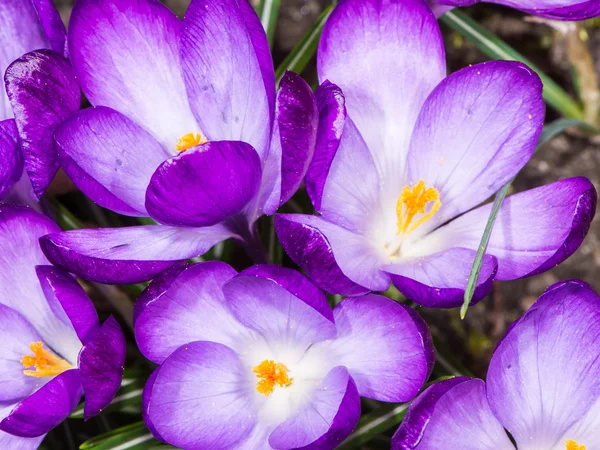 Purpurrote Krokusblüten — Stockfoto