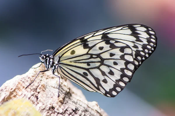 Borboleta de ninfa de árvore — Fotografia de Stock