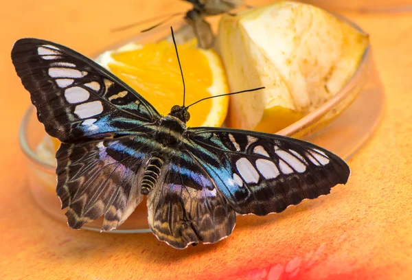 Parthenos sylvia — Foto de Stock