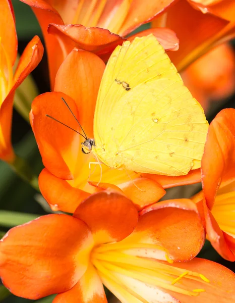 Enxofre de cor laranja — Fotografia de Stock