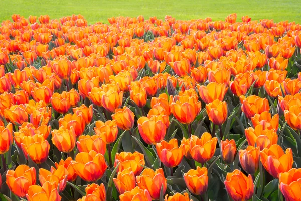 Orange tulip flowers — Stock Photo, Image