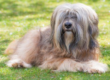 erkek Tibet terrier köpek