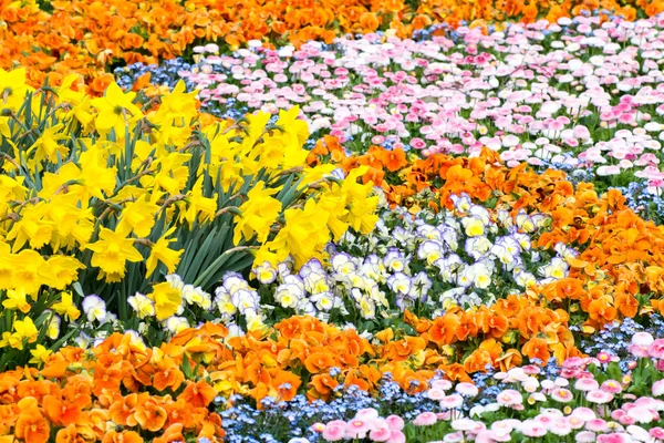 Gorgeous Flower Bed — Stock Photo, Image