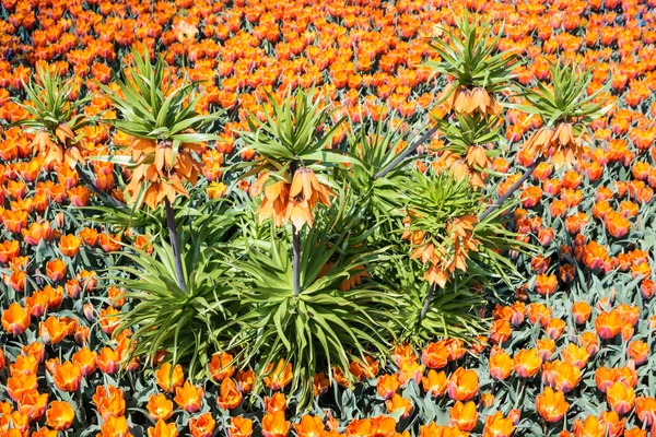 Orange flower bed — Stock Photo, Image