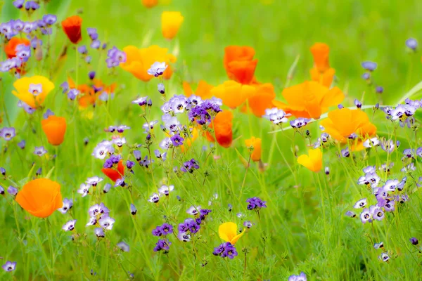 Flowering Summer Medow — Stock Photo, Image