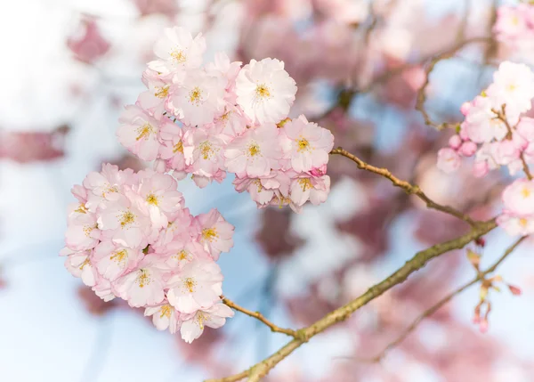 Blooming Spring — Stock Photo, Image