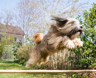Tibet terrier köpek içinde hareket