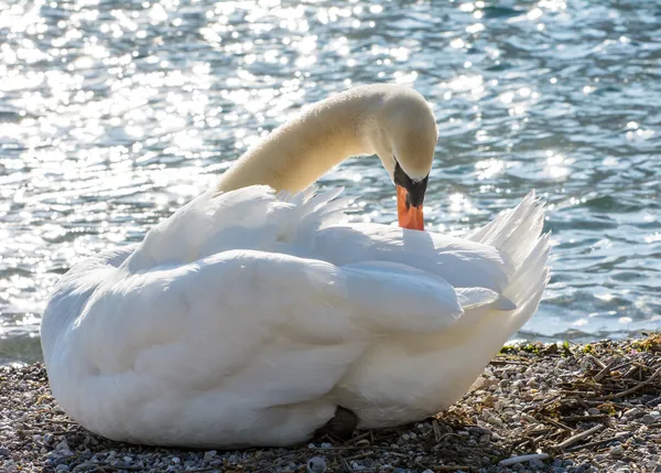 Cisne blanco — Foto de Stock