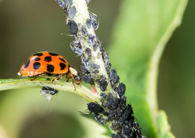 biyolojik pest kontrol