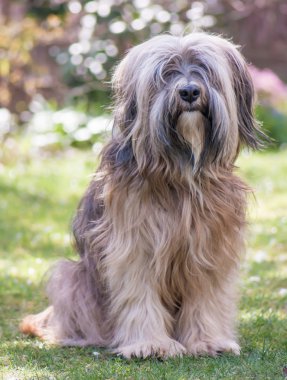 erkek Tibet terrier köpek