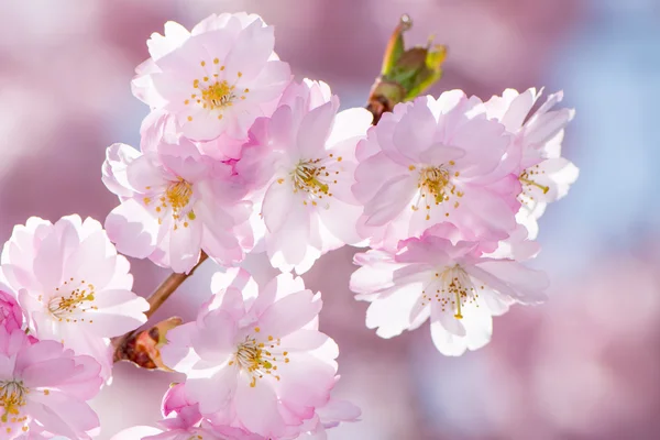 Kleuren van de lente — Stockfoto