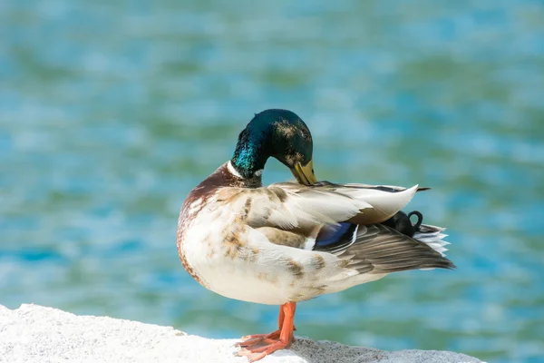 Duck — Stock Photo, Image