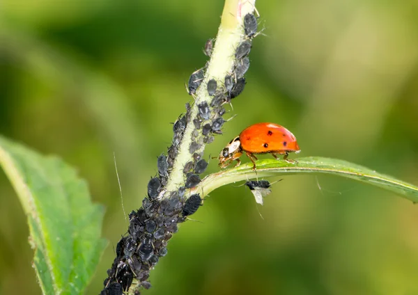 Biologische bestrijding van plagen — Stockfoto