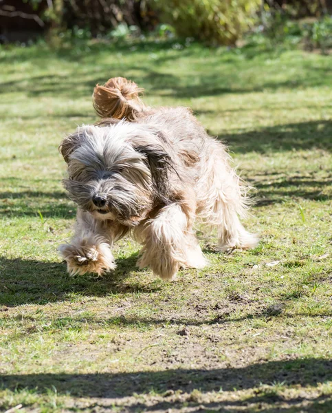 Morsom hundehopp – stockfoto