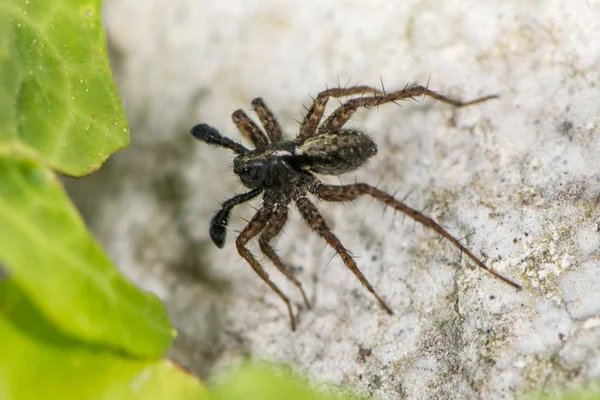 Black Spider — Stock Photo, Image