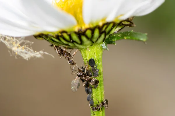 Blume mit Läusen und Ameisen — Stockfoto