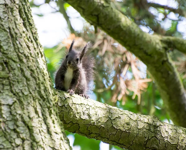 Squirrel — Stock Photo, Image