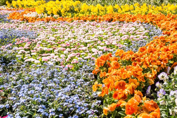 Lindas flores de primavera — Fotografia de Stock