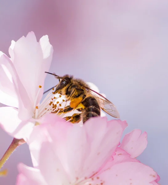 Honeybee raccolta polline — Foto Stock