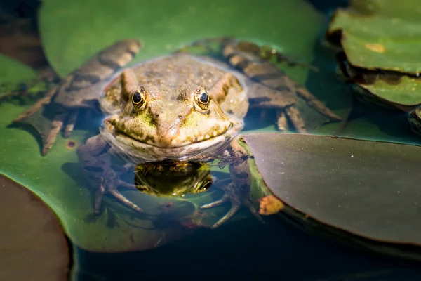 Grüner Frosch — Stockfoto