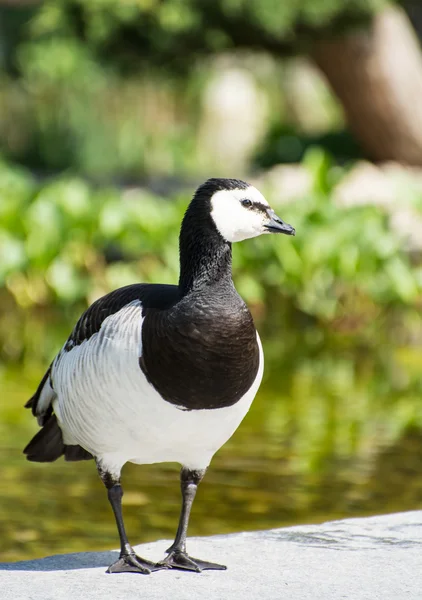 Barnacle Goose — Stock Photo, Image