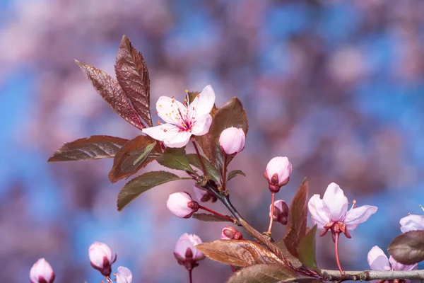 Twig with Pink Plum Blossoms — Stock Photo, Image