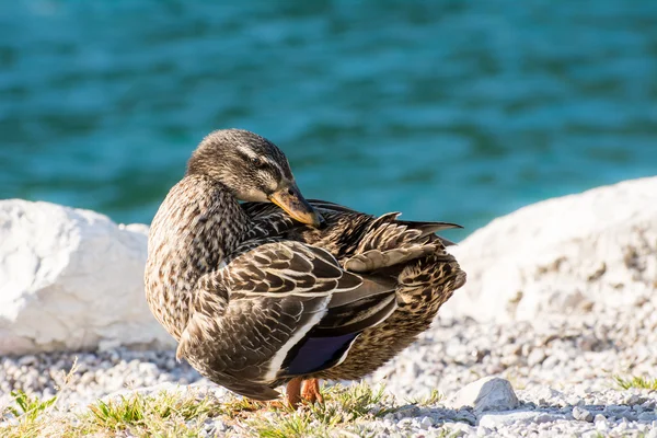 Female Duck — Stock Photo, Image