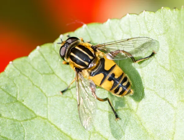 Svart och gul fluga — Stockfoto