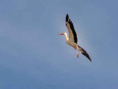 Flying Stork