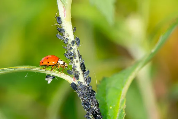 Biologische bestrijding van plagen — Stockfoto