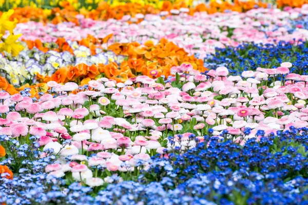 Gorgeous Flower Bed — Stock Photo, Image