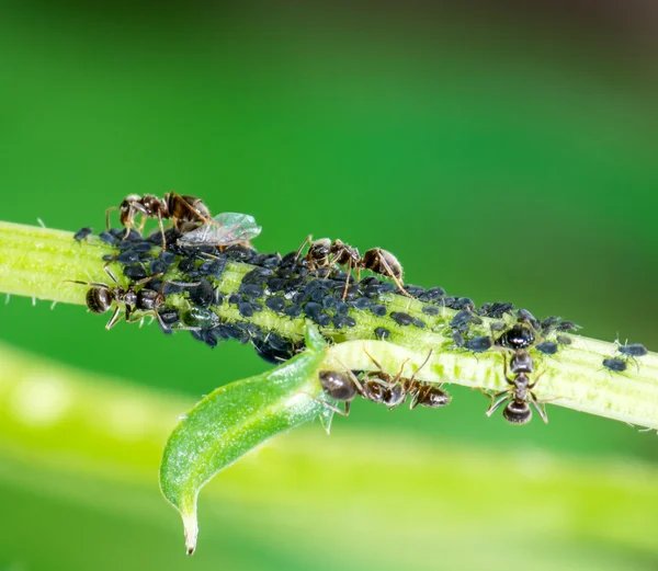 이 개미 — 스톡 사진