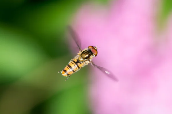 Volant Hoverfly — Photo