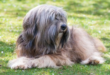 Tibet terrier