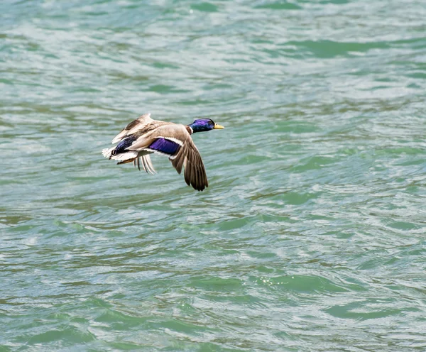 Летучая утка — стоковое фото