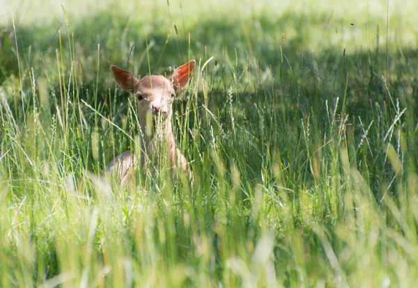 Hidden Young Deer — Stock Photo, Image