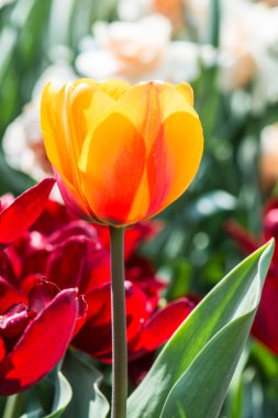 Orange tulip