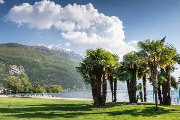 Pohon palem di Danau Garda — Stok Foto
