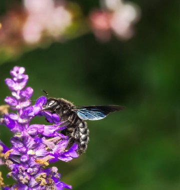 Bir menekşe marangoz arısı (xylocopa violacea), adaçayı çiçeğinin nektarını toplar.